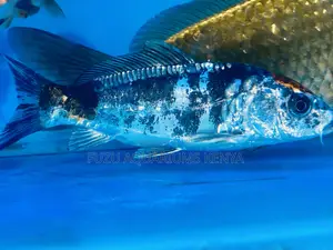 Rare Panda Koi Fish – Unique Black White Pattern