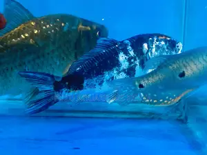 Balanced Beauty Koi – Monochrome Elegance