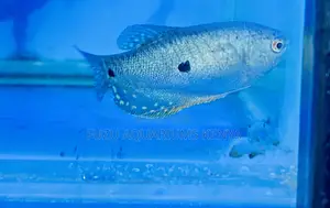 Blue Three-Spot Gourami – Vibrant and Graceful