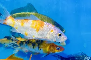 Bold Bicolor Koi – Perfect