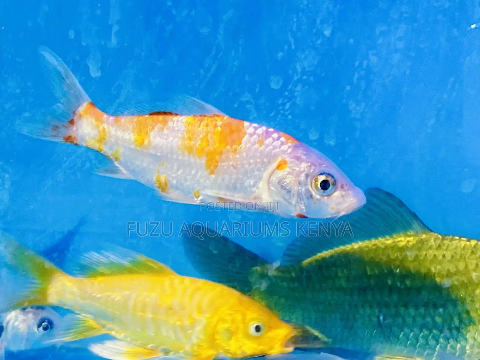 High-Contrast Orange White Koi – Show-Quality