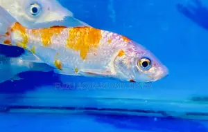 Orange White Koi Pair – Perfect for Breeding