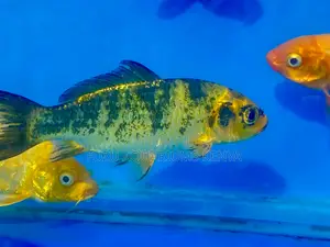 Classic Koi Fish– Pure Japanese Elegance