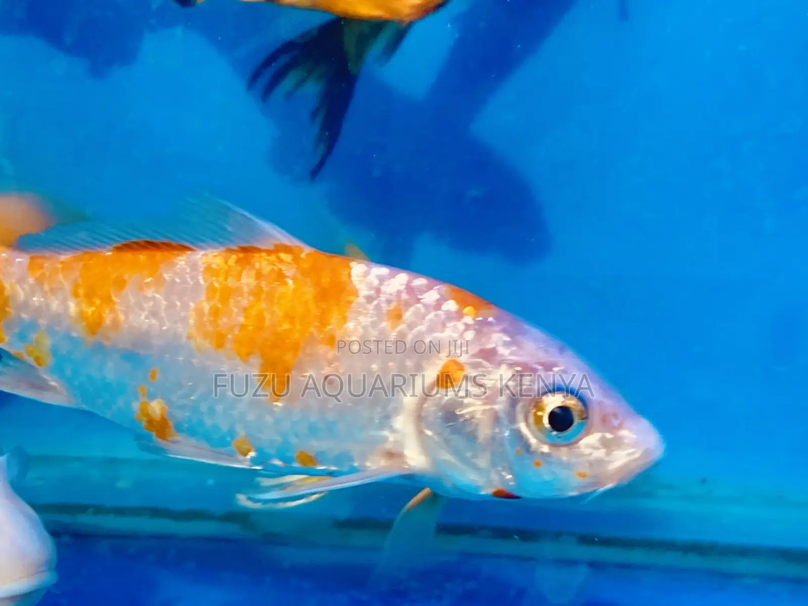 Koi Fire Snow – Bright Orange Meets White