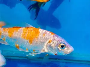Koi Fire Snow – Bright Orange Meets White