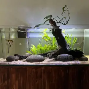 Naturescape Glass Aquarium – A Slice of the Wild Indoors