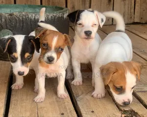 1-3 months Male Purebred Jack Russell Terrier