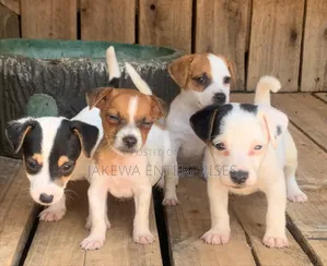 1-3 months Female Purebred Jack Russell Terrier