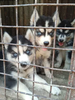 1-3 months Male Purebred Siberian Husky