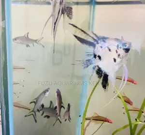 Smokey Veil Angelfish