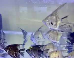 Half Black Angelfish