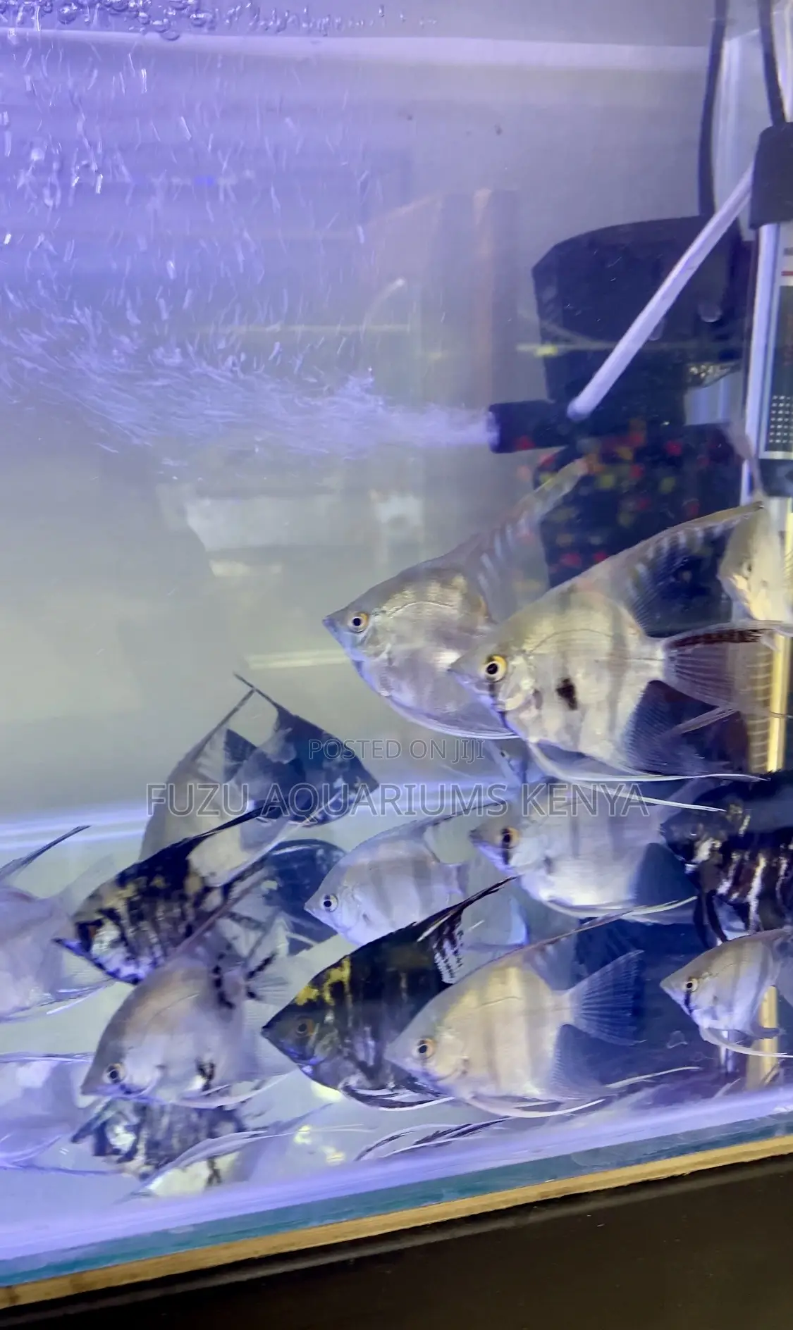 Silver Angelfish – Smooth Elegant