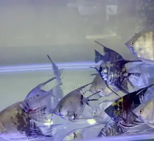 Half Black Angelfish – Stylish Contrast