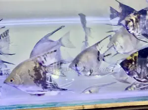 Shiny Silver Angelfish for Sale – Grace in Motion