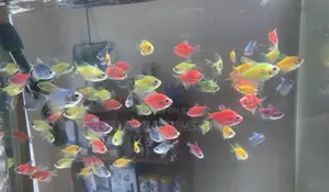 Bring Your Tank to Life With Assorted Glo Tetras