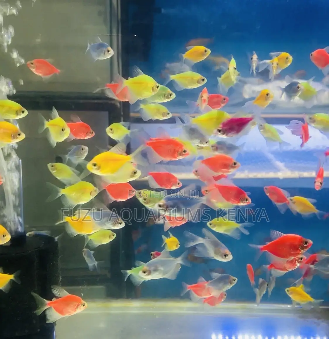 Bright, Bold, and Beautiful – Meet the Glo Tetras