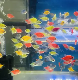 Bright, Bold, and Beautiful – Meet the Glo Tetras