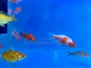 Colorful Companions – Shop Mixed Goldfish Today