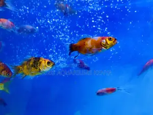 A Splash of Gold – Mixed Goldfish Now Available