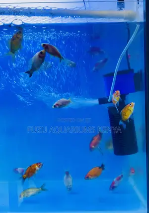 Classic Beauty, Endless Variety – Mixed Goldfish for Sale