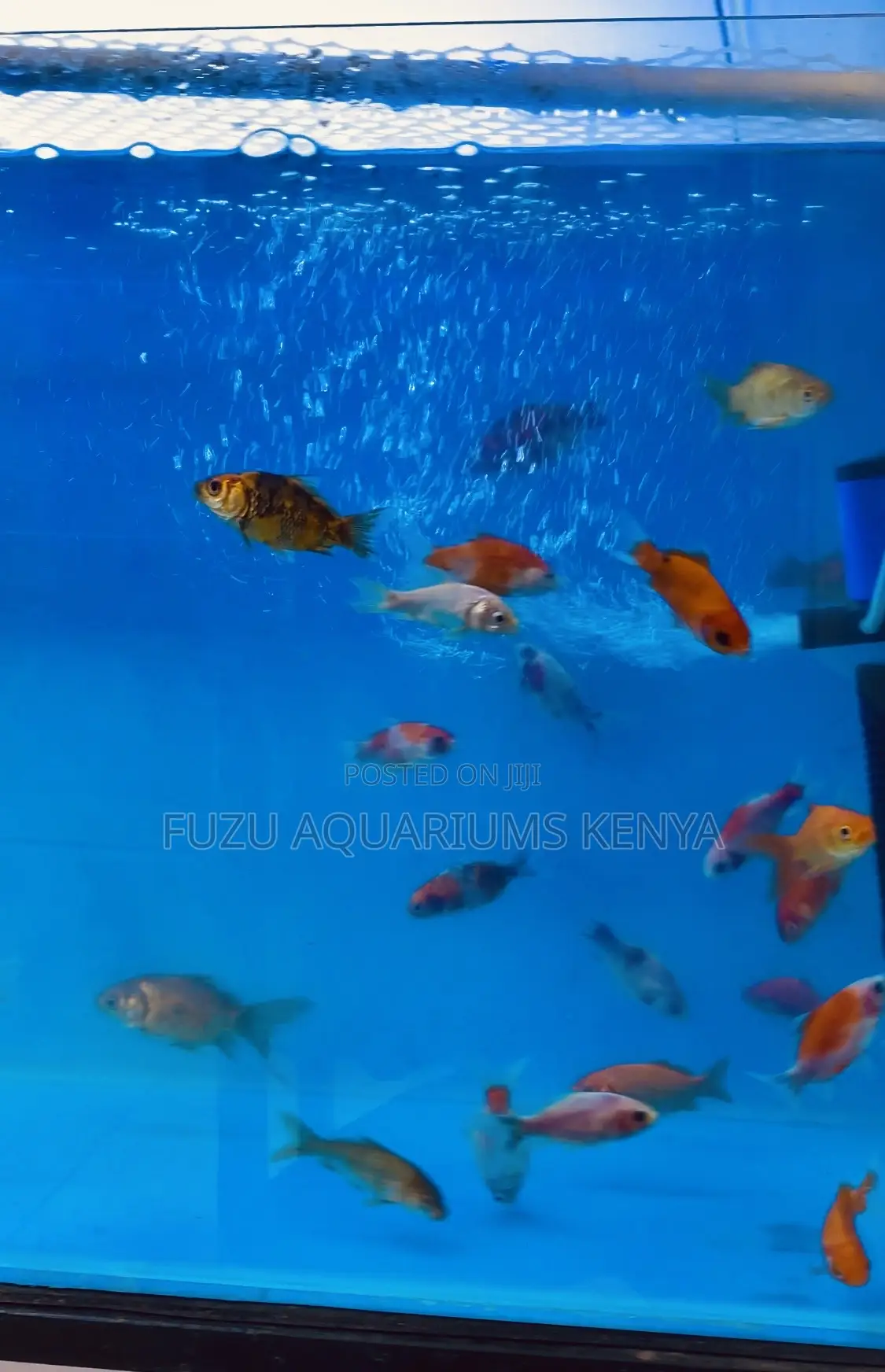 Swim in Style – Get Your Mixed Goldfish Today!