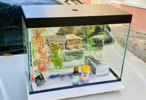 Brighten Your Office or Home With a Live Aquarium Kit