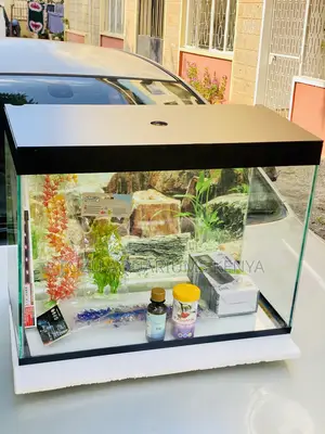 Low-Maintenance Aquarium – Everything You Need in One Box
