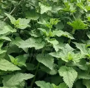 Stinging Nettle (Urtica Dioica) Seedlings - 20 Pieces