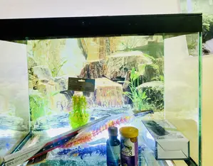 Family-Friendly Aquarium – Easy Setup, Low Maintenance