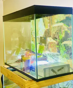 Stylish Living Aquarium – Fish Included!