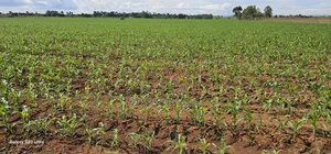4 Acres for Sale in Kapropu Eldoret Fully Arable
