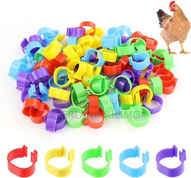 Color-coded Chicken Bands