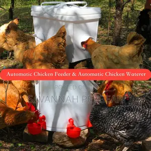 Chicken Water Cups, Poultry Chicken Water Bowl Automatic