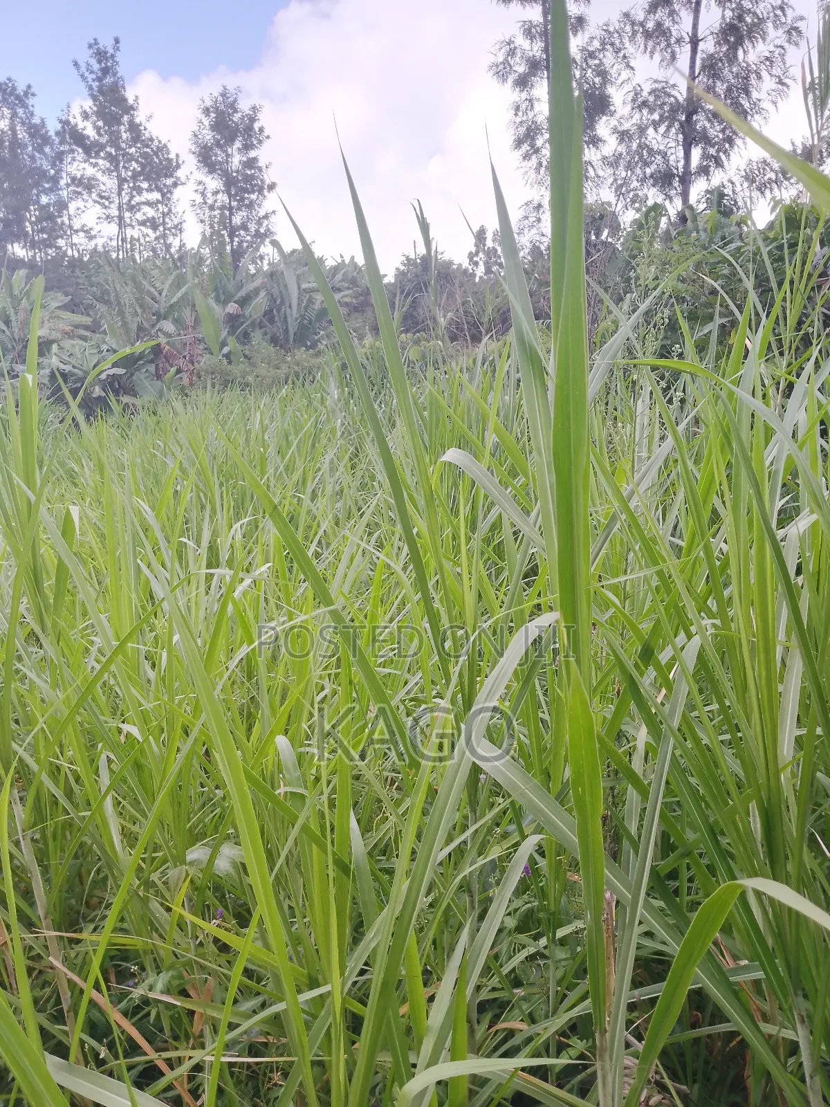 100by100 Plot at Mang'u, Gatundu North