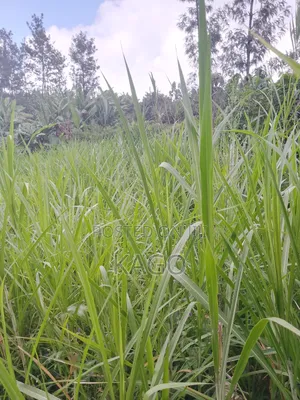 100by100 Plot at Mang'u, Gatundu North