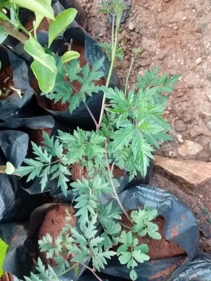 Black Raspberry Seedlings