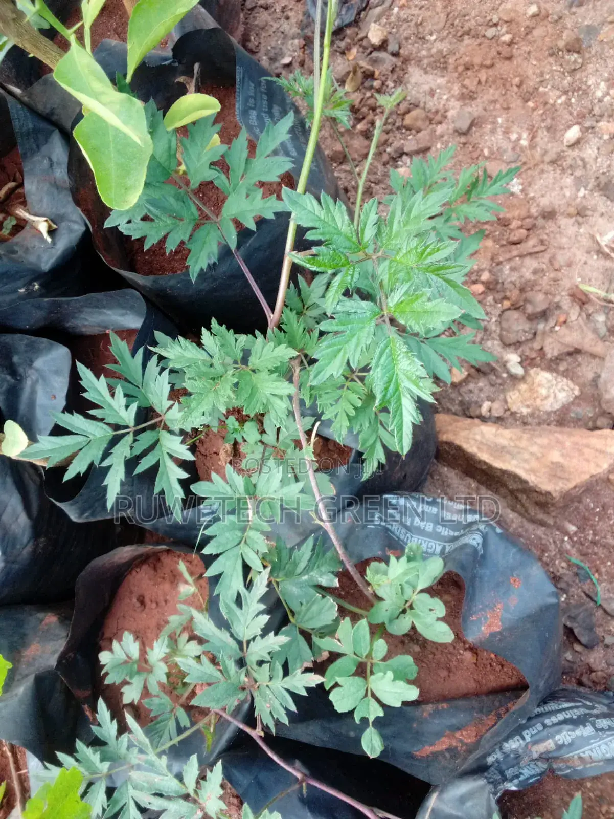 Black Raspberry Seedlings