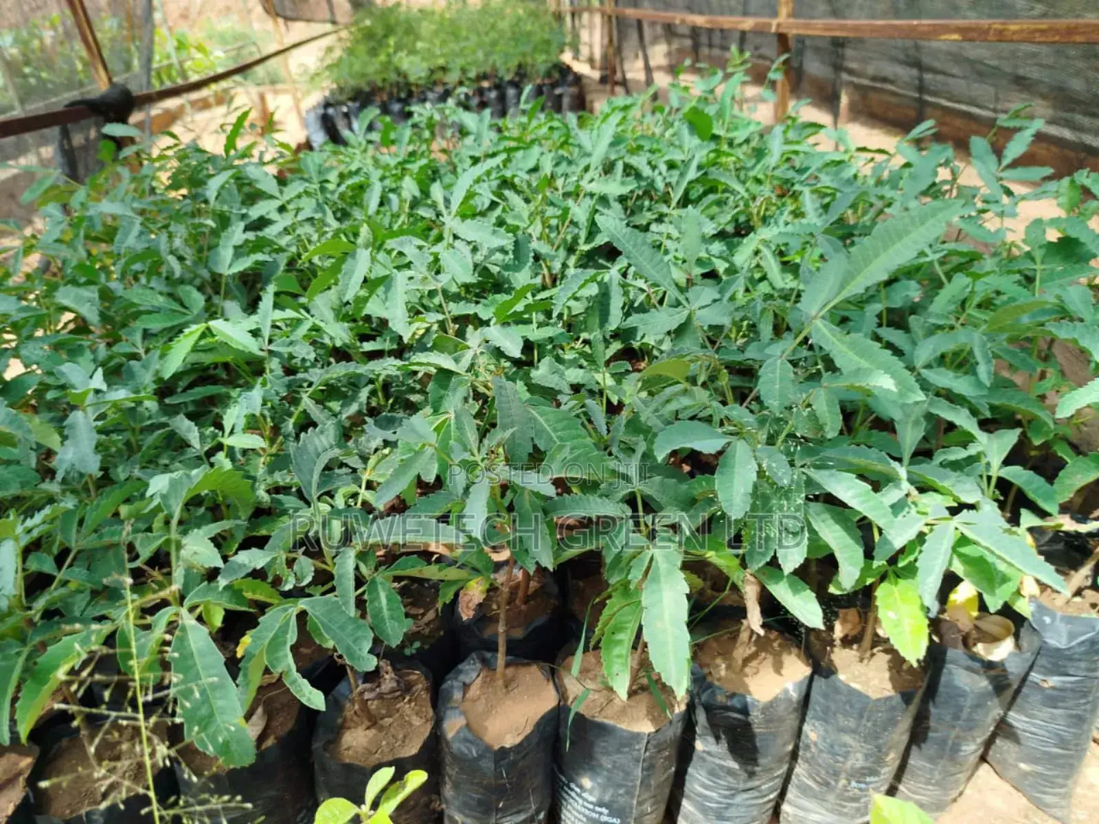 Amarula Plant Seedlings