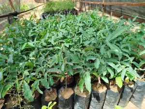 Amarula Plant Seedlings
