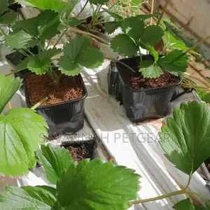 Strawberry Plants For Sale - Potted Chandler Strawberry