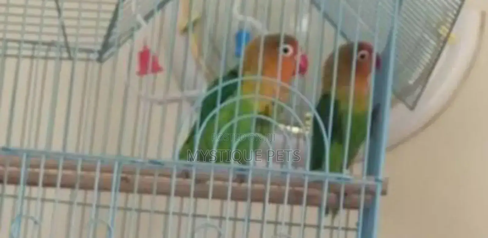 Ornamental Birds