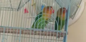 Ornamental Birds