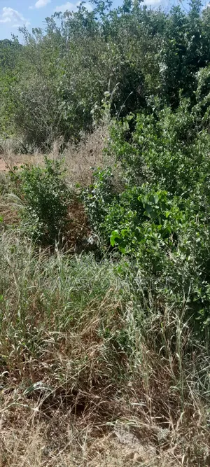 100 Acres Forsale in Adu Kamale