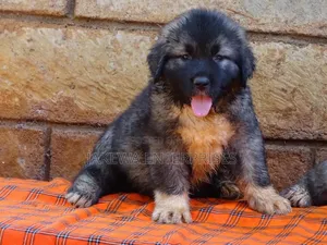 1-3 months Male Purebred Caucasian Shepherd