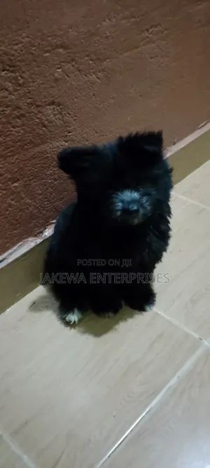 1-3 months Male Purebred Havanese