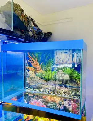 Stunning Blue Aquarium – Decor, Fish Equipment Included