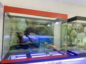 60l Aquarium With Lights, Filter, Plants Fish Galore
