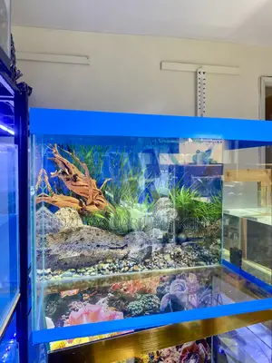 2ft Aquarium Combo – For Fish Lovers Beginners Alike
