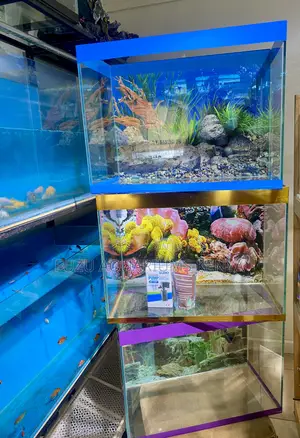 Bring Nature Indoors – 2ft Aquarium Starter Kit