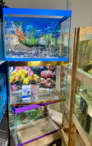 Complete Aquarium Experience in Just 2ft Varieties Available